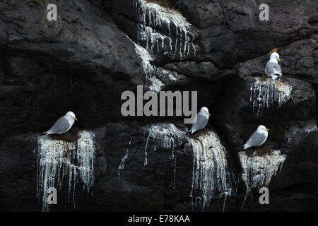 Le scogliere striate con il guano di kittiwakes sulla costa nr Arnastapi, Snaefellsnes Peninsula, western Islanda Foto Stock