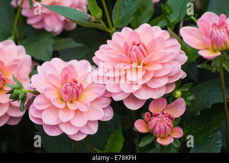 Dahlia 'Maldiva' crescono in un confine erbacee. Foto Stock