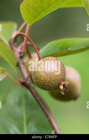 Pyrus pashia. Wild Himalayan pera. Foto Stock