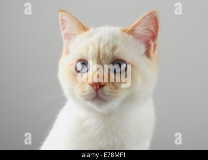 A Selkirk Rex variante gattino Foto Stock