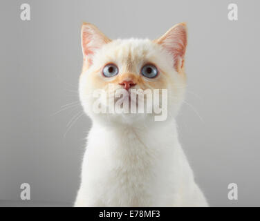 A Selkirk Rex variante gattino Foto Stock