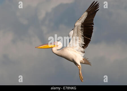 Volo del pellicano Foto Stock