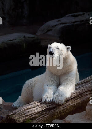 Anana, il resident femmina orso polare del Lincoln Park Zoo di Chicago, Illinois, si rilassa su un log in un caldo giorno d'estate. Foto Stock