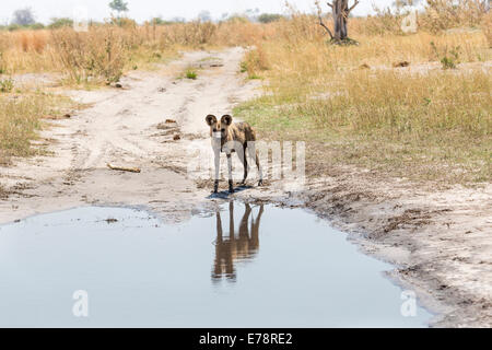 Un avviso africano adulto cane selvatico, Lycaon pictus, sorge provocatoriamente sul bordo dell'acqua su una traccia nell'Okavango Delta, il Kalahari, Botswana Foto Stock