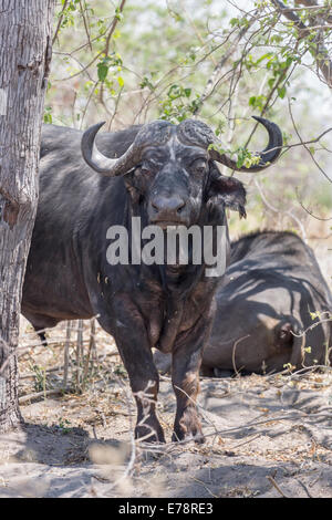 Un magnifico maschio bufali, Syncerus caffer, guarda fuori da dietro un albero, Okavango Delta, il Kalahari, Botswana, Sud Africa Foto Stock