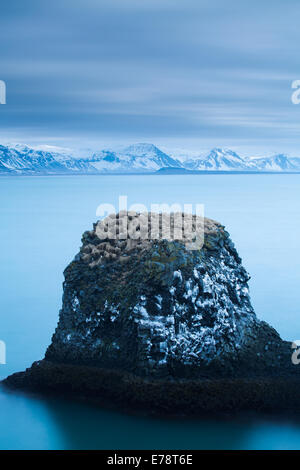 Una pila di mare striate con il guano di fulmars ed kittiwakes sulla costa nr Arnastapi, Penisola Snaefellsnes western Islanda Foto Stock