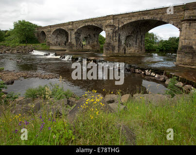 Ponte ferroviario storico, Alston archi viadotto sopra a sud del Fiume Tyne con bassa weir e fiori di campo vicino villaggio inglese di Haltwhistle Foto Stock
