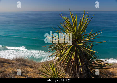 Mojave yucca, Torrey Pines State Reserve, California Foto Stock