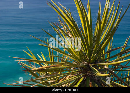 Mojave yucca, Torrey Pines State Reserve, California Foto Stock