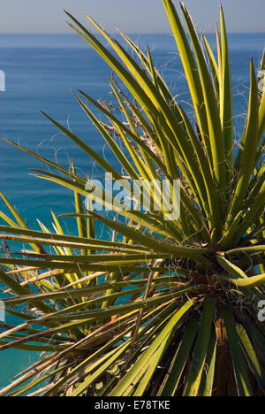 Mojave yucca, Torrey Pines State Reserve, California Foto Stock