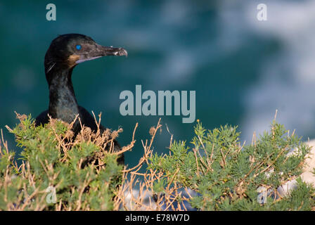 Brandt il cormorano (Phalacrocorax penicillatus), Ellen Browning Scripps Marine Park, La Jolla, California Foto Stock