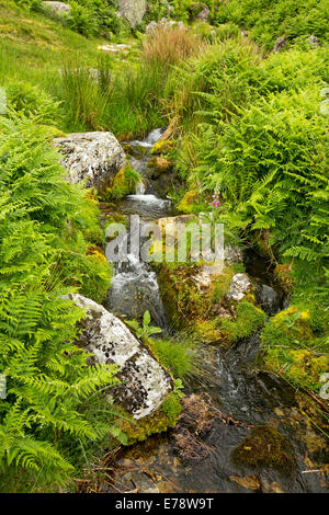 Flusso di piccole dimensioni su una collina con acqua dalla primavera tumbling su moss ricoperta di rocce e tra emerald bracken e erbe native nel Lake District Inghilterra Foto Stock