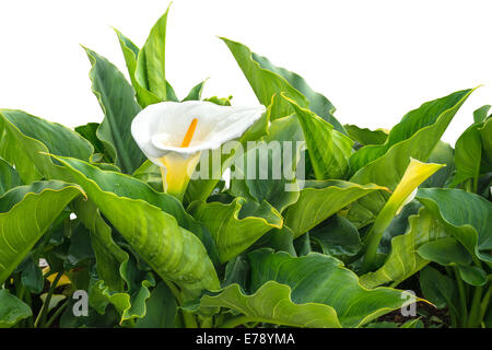 BlossomingWhite Calla Lily fiore con gocce è isolato su sfondo bianco Foto Stock