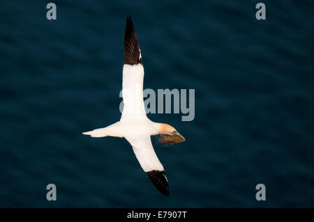 Northern sule (Morus bassanus) adulto in volo con materiale di nidificazione nel suo becco in Troup Testa, Aberdeenshire, Scozia. Marc Foto Stock