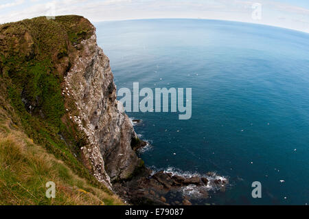 Northern sule (Morus bassanus), una vista della colonia in Troup Testa, Aberdeenshire, Scozia. Marzo. Foto Stock