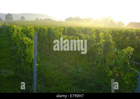 Aylesford, Kent, Regno Unito il 9 settembre 2014. Kent vigna quasi pronti per il raccolto nelle prime ore del mattino la nebbia. Matthew Richardson/Alamy Live News Foto Stock