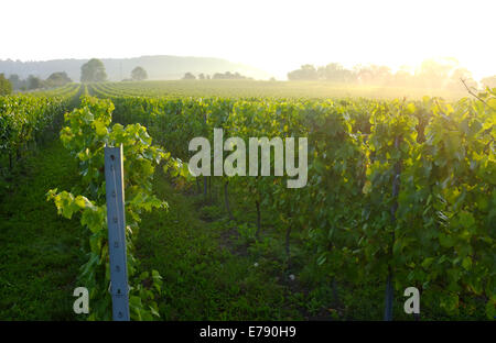 Aylesford, Kent, Regno Unito il 9 settembre 2014. Kent vigna quasi pronti per il raccolto nelle prime ore del mattino la nebbia. Matthew Richardson/Alamy Live News Foto Stock