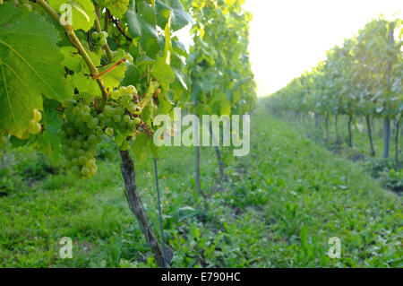 Aylesford, Kent, Regno Unito il 9 settembre 2014. Kent vigna quasi pronti per il raccolto nelle prime ore del mattino la nebbia. Matthew Richardson/Alamy Live News Foto Stock