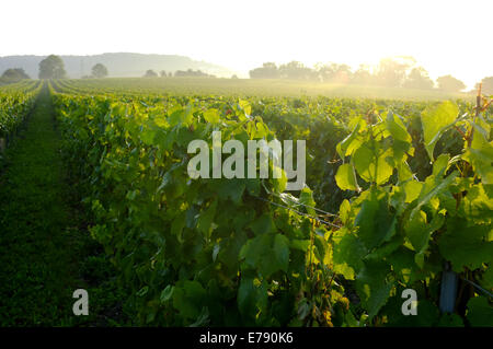 Aylesford, Kent, Regno Unito il 9 settembre 2014. Kent vigna quasi pronti per il raccolto nelle prime ore del mattino la nebbia. Matthew Richardson/Alamy Live News Foto Stock