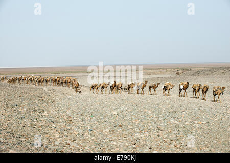 Sale caravan facendo strada fino a altopiani etiopi. Foto Stock