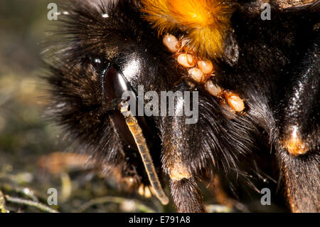 Close-up sulla testa di un buff-tailed Bumble Bee (Bombus terrestris) che mostra una infestazione di acari. In un giardino in Sowerby, n. Foto Stock