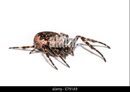 Noce orb-weaver spider (Nuctenea umbratica) femmina adulta fotografati contro uno sfondo bianco in Sowerby, North Yorkshire. Foto Stock