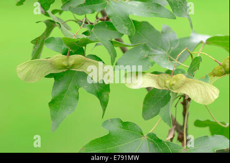 Acero campestre (Acer campestre), foglie e frutti della Renania settentrionale-Vestfalia, Germania Foto Stock