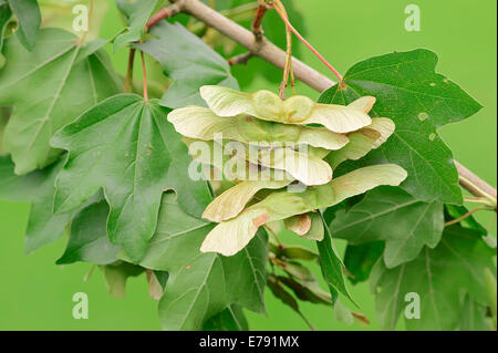 Acero campestre (Acer campestre), foglie e frutti della Renania settentrionale-Vestfalia, Germania Foto Stock