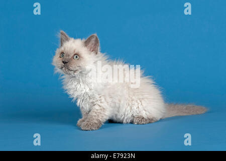 Selkirk Rex gattino, ricci Foto Stock