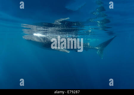 Squalo balena (Rhincodon typus) appena sotto la superficie, Isole Dimaniyat riserva naturale, Al Batinah regione, Oman Foto Stock