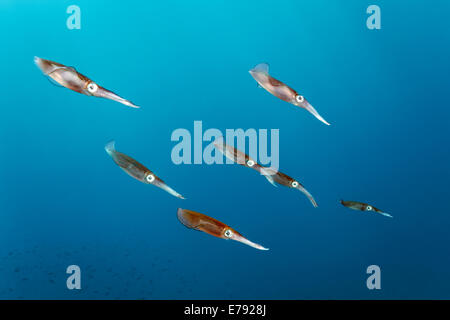Reef Bigfin squid (Sepioteuthis lessoniana), Isole Dimaniyat riserva naturale, Al Batinah regione, Oman Foto Stock