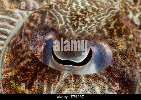 Occhio di un Broadclub Seppie (Sepia latimanus), Isole Dimaniyat riserva naturale, Al Batinah regione, Oman Foto Stock