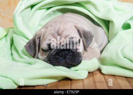 Pug, cucciolo, dormire con una coperta Foto Stock