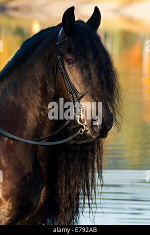 Nero cavallo Frisone con una lunga cresta, in piedi sulla riva del lago in autunno, nel nord del Tirolo, Austria Foto Stock