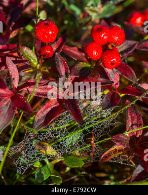 Alpine Uva Ursina (Arctostaphylos alpinus), colorato di foglie e frutti di bosco in autunno, ‪Troms, Norvegia Foto Stock