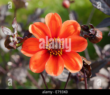 Dahlia - Vescovo di Oxford nel giardino a valle nascosta giardini in Cornovaglia su un pomeriggio estati Foto Stock