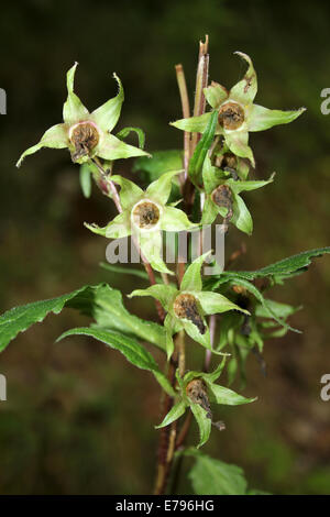 Ortica-lasciarono la Campanula Campanula trachelium frutti Foto Stock