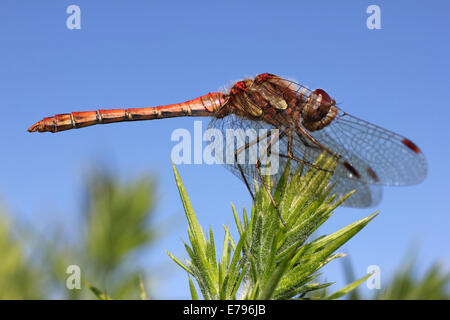 Comune maschio Darter Sympetrum striolatum Foto Stock