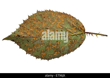 Violet Bramble ruggine Phragmidium violaceum Foto Stock