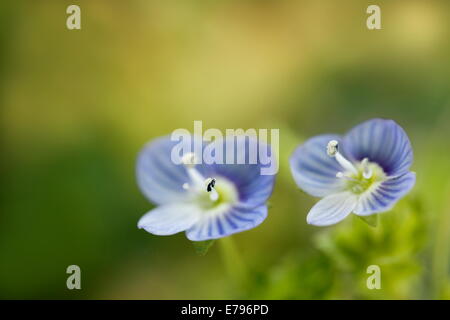 Veronica persica Foto Stock