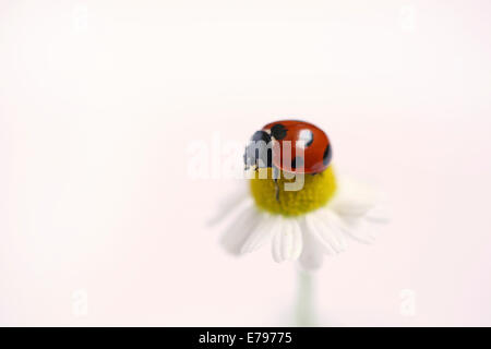 Coccinella sul Daisy Foto Stock