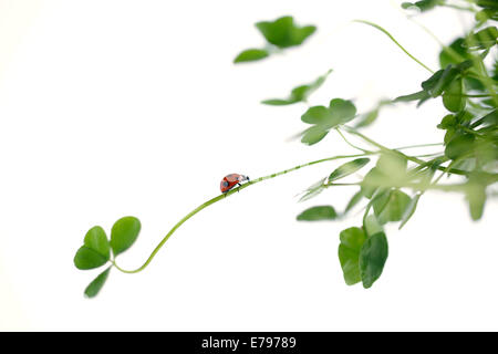 Coccinella sul chiodo di garofano Foto Stock