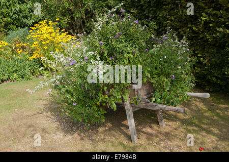 Carriola in legno usato come una piantatrice a RHS Garden Rosemoor Foto Stock