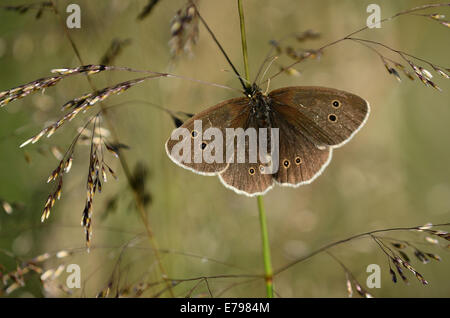 Uno ringlet butterfly a poggiare su un'erba REGNO UNITO Foto Stock