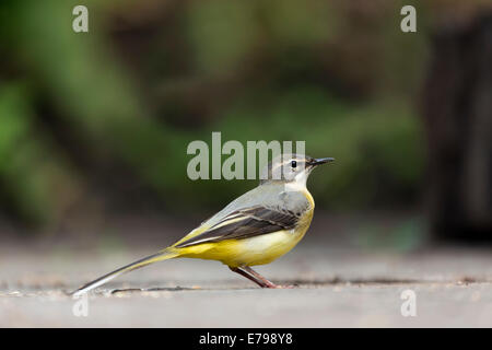 Wagtail grigio; Motacilla cinerea; femmina; la molla; Regno Unito Foto Stock