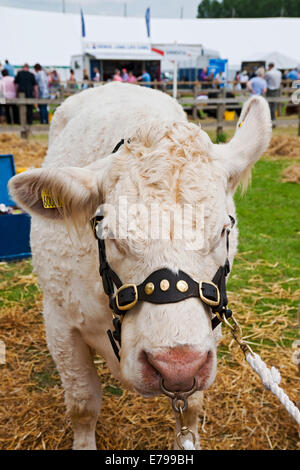 Primo piano del bestiame bovino Charolais al Driffield Agricultural Show in estate East Yorkshire Inghilterra Regno Unito Gran Bretagna Foto Stock