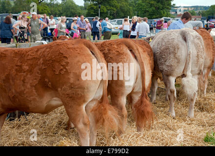 Vista posteriore del bestiame bovino al Ryedale Show in estate Kirkbymoorside North Yorkshire Inghilterra Regno Unito Gran Bretagna Foto Stock