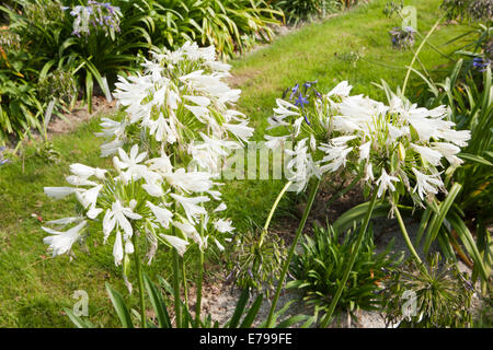 Agapanthus africanus 'Albus' nel giardino a valle nascosta giardino in Cornovaglia su un pomeriggio d'estate. Foto Stock