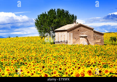 Bellissimo paesaggio con campo di girasole su nuvoloso cielo azzurro e sole luminoso luci Foto Stock