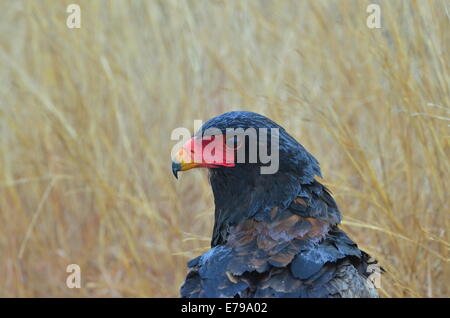 Close-up di bataleur eagle nel Parco Nazionale di Kruger, Sud Africa Foto Stock